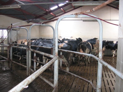 Sobótka krowy prysznic